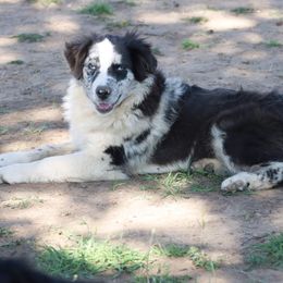 Blue - Australian Shepherd