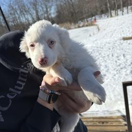 Girl 1 - Dapple female Dachshund puppy in Cabool, Missouri from Shannon Dachshunds