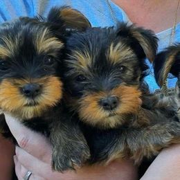 Yorkshire Terrier Puppies from Kathryn's Yorkies