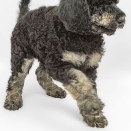 Poodle Puppies from DoodleHaven