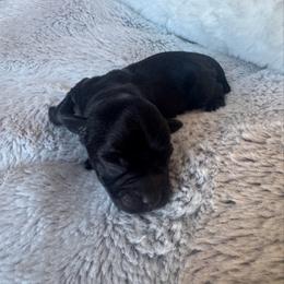 Blk male - Black male Miniature Schnauzer puppy in Forest, Virginia from Prestige Kennel LLC