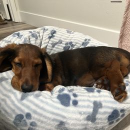 Dachshund puppies from Hatadox