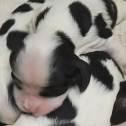 Boy 3 - Cocker Spaniel puppy in Penns Grove, New Jersey from Dominique Cockers