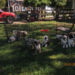 Australian Shepherd Puppies from Susquehannock Aussies
