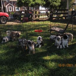Australian Shepherd Puppies from Susquehannock Aussies