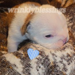 AKC Charlie - Bulldog puppy from Wrinkly Blessings English Bulldogs