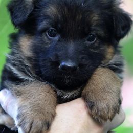 German Shepherd Puppies from German shepherd