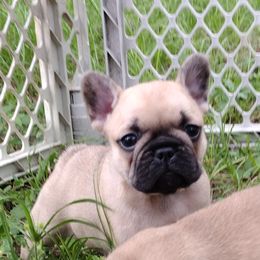 Girl 2 - French Bulldog puppy from Sundry Farm