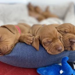 Vizsla Puppies from Valor Vizsla's