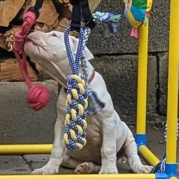 Bethsheba - White female Dogo Argentino puppy in Morgan Hill, Pennsylvania from De la Fuerza De Dios