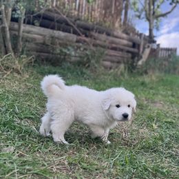 Great Pyrenees Puppies from Nicole's Great Pyrenees