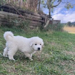 Great Pyrenees Puppies from Nicole's Great Pyrenees