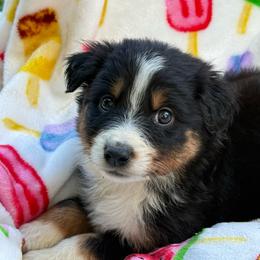 Cookie Crunch - Black tri male Miniature Australian Shepherd puppy in Oak Harbor, Washington from Happy-Go-Lucky Homestead