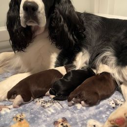 English Springer Spaniel Puppies from Foxboro Farm