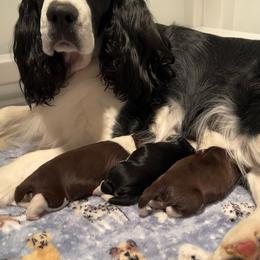 English Springer Spaniel Puppies from Foxboro Farm