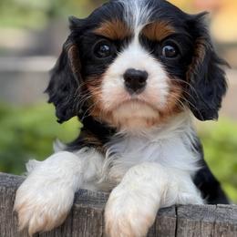 Corazon-'Cora' - Tri-color female Cavalier King Charles Spaniel puppy in California from Tinkerpups