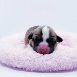 American Corgi and Pembroke Welsh Corgi Puppies from Whimsical Treasure Corgis