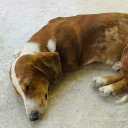 Dachshunds from Misty Hollow Cattery & Kennel