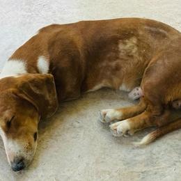 Dachshunds from Misty Hollow Cattery & Kennel