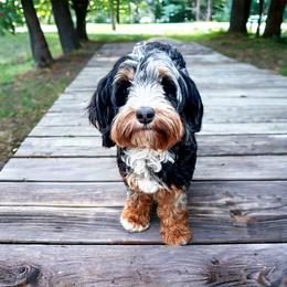 Brookie - Australian Labradoodle