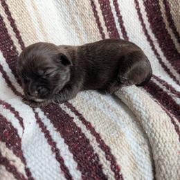 Girl 2 - Chocolate brindle female Havanese puppy in Sebastian, Texas from Third Coast Havanese