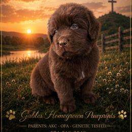 Noah - Brown male Newfoundland puppy in North Manchester, Indiana from Gable's Homegrown Pawprints