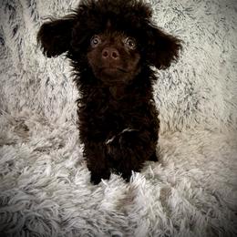 Tiny Elijah - Brown male Poodle puppy in Newcomerstown, Ohio from Sheri’s Lil Angel’s