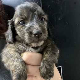 Sumo Boy 3 - Brindle male Dachshund puppy in Bigfork, Minnesota from Dachshunds Up North