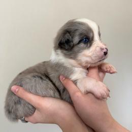 Guinness - Blue merle female Australian Shepherd puppy in Weeki Wachee, Florida from Ace of Spades Australian Shepherds