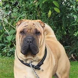Higgins - Chinese Shar-Pei