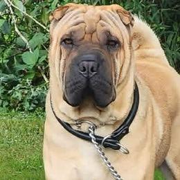 Higgins - Chinese Shar-Pei
