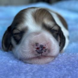 Boy 3 - Piebald male Dachshund puppy in Allenhurst, Georgia from B’s Dapper Dachshunds