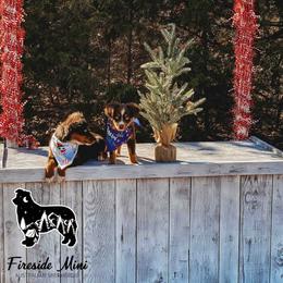 Miniature Australian Shepherd and Toy Australian Shepherd Puppies from Fireside Toy & Mini Aussies