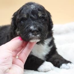 9 to 5 - Tri-color male Bernedoodle puppy in Scottsville, Kentucky from Barren River Bernedoodles and Poodles