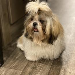 Shih Tzu Puppies from Willow Lane Shih Tzus