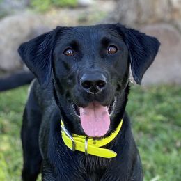 Bumble - Labrador Retriever