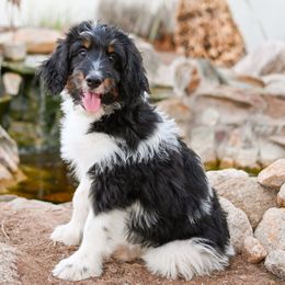 Gigante - Tri-color male Bernedoodle puppy in San Tan Valley, Arizona from Sun Valley Goldendoodles