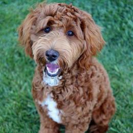 Roxy - Goldendoodle