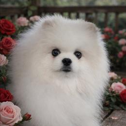 Kismet - Pomeranian