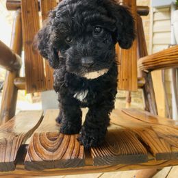 Goldendoodle Puppies from Magnolia Mini Goldendoodles