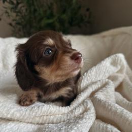 Tansy - Chocolate and cream female Dachshund puppy in San Diego, California from Enchanted little dachshunds