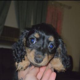 Lilo - Black and tan female Dachshund puppy in Barstow, California from Samy's Dachshund Den