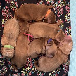 Purple Female - Apricot female Goldendoodle puppy in Great Falls, Montana from Montana Goldendoodles