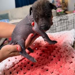 Girl 2 - Black female Xoloitzcuintli puppy in Lakeview, California from Xchaman Xoloitzcuintli