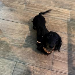 Nikki - Black and tan female Dachshund puppy in Humble, Texas from Foley Dachshunds