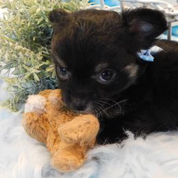 Chihuahua Puppies from Fine Whines & Lickers