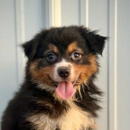 Max - Black tri male Miniature American Shepherd puppy in Clinton, Missouri from Mockingbirds American Minis