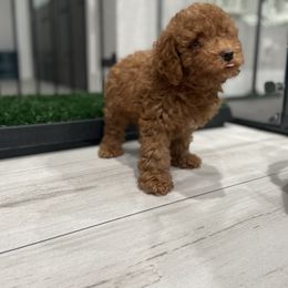 Cockapoo Puppies from Doodle Corner