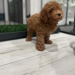 Cockapoo Puppies from Doodle Corner