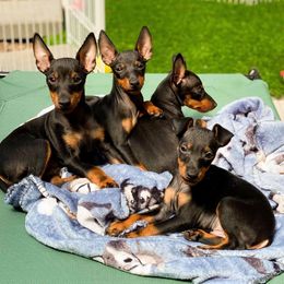 Ibizan Hound and Manchester Terrier Puppies from Dugualla